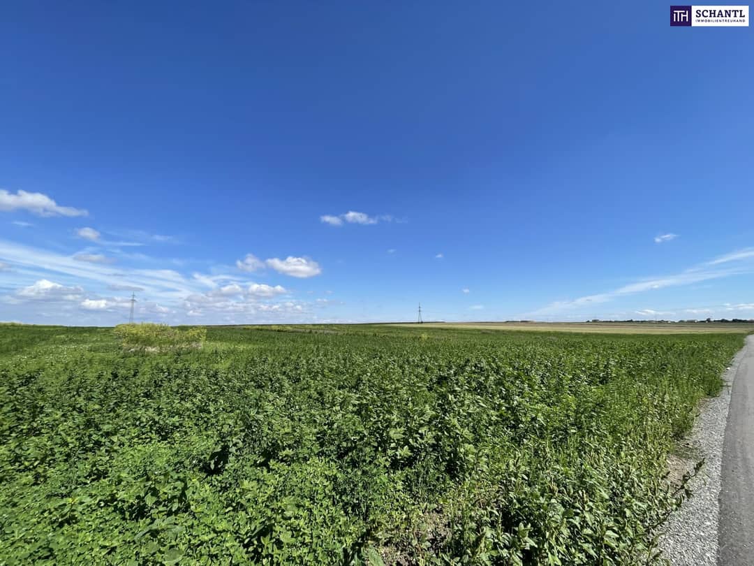 Rarität! Landwirtschaftliches Grundstück zwischen Moosbrunn und Gramatneusiedl– ca. 41.000 m² Ackerfläche zu verkaufen!