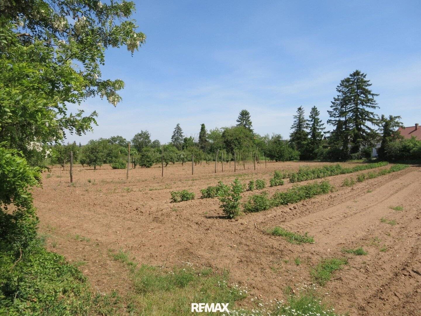 Großflächiges Baugrundstück in Breitensee bei Marchegg – 4 Parzellen