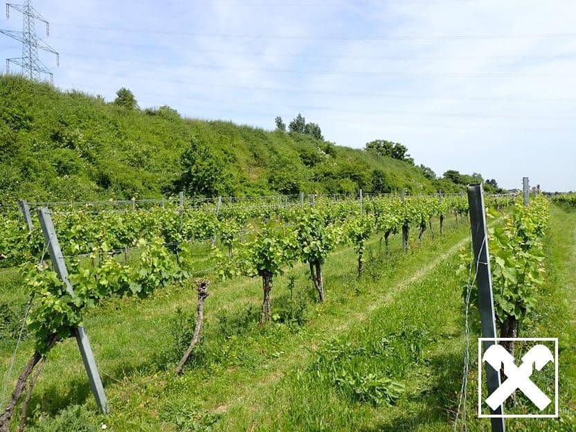 SELTENE GELEGENHEIT: WEINGÄRTEN IN ENGELMANNSBRUNN, FELS AM WAGRAM, RUPPERSTHAL UND THÜRNTHAL - WEINGARTEN, LANDWIRTSCHAFTLICHE FLÄCHE