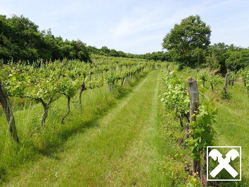 SELTENE GELEGENHEIT: WEINGÄRTEN IN ENGELMANNSBRUNN, FELS AM WAGRAM, RUPPERSTHAL UND THÜRNTHAL - WEINGARTEN, LANDWIRTSCHAFTLICHE FLÄCHE