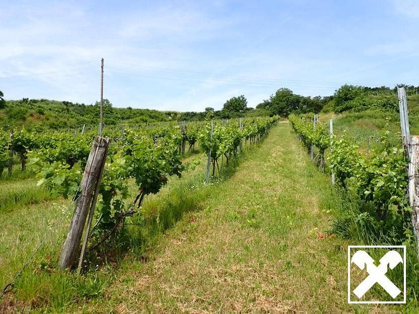 SELTENE GELEGENHEIT: WEINGÄRTEN IN ENGELMANNSBRUNN, FELS AM WAGRAM, RUPPERSTHAL UND THÜRNTHAL - WEINGARTEN, LANDWIRTSCHAFTLICHE FLÄCHE