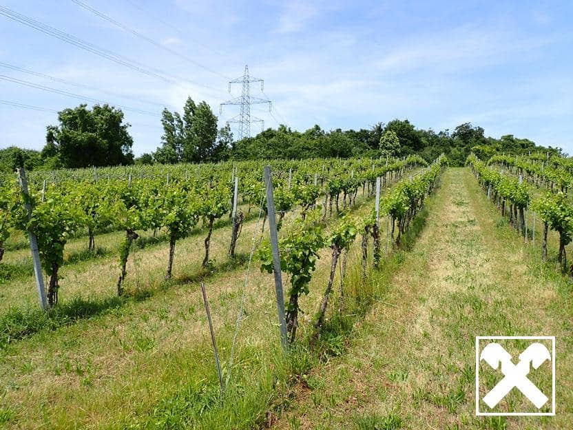 SELTENE GELEGENHEIT: WEINGÄRTEN IN ENGELMANNSBRUNN, FELS AM WAGRAM, RUPPERSTHAL UND THÜRNTHAL - WEINGARTEN, LANDWIRTSCHAFTLICHE FLÄCHE