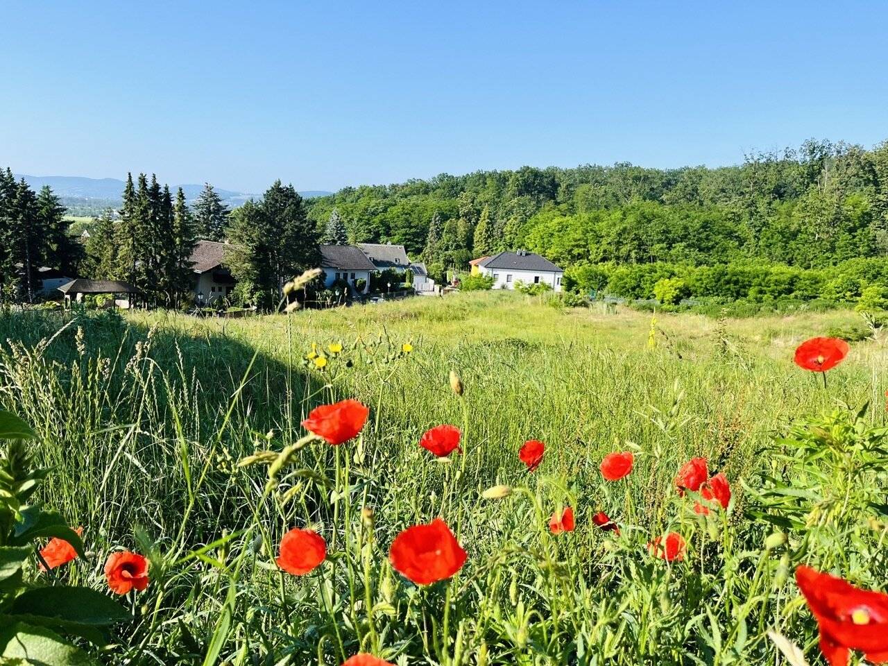 Leobendorf: Baugrundstück nahe Burg Kreuzenstein, 502 m², Südwestlage
