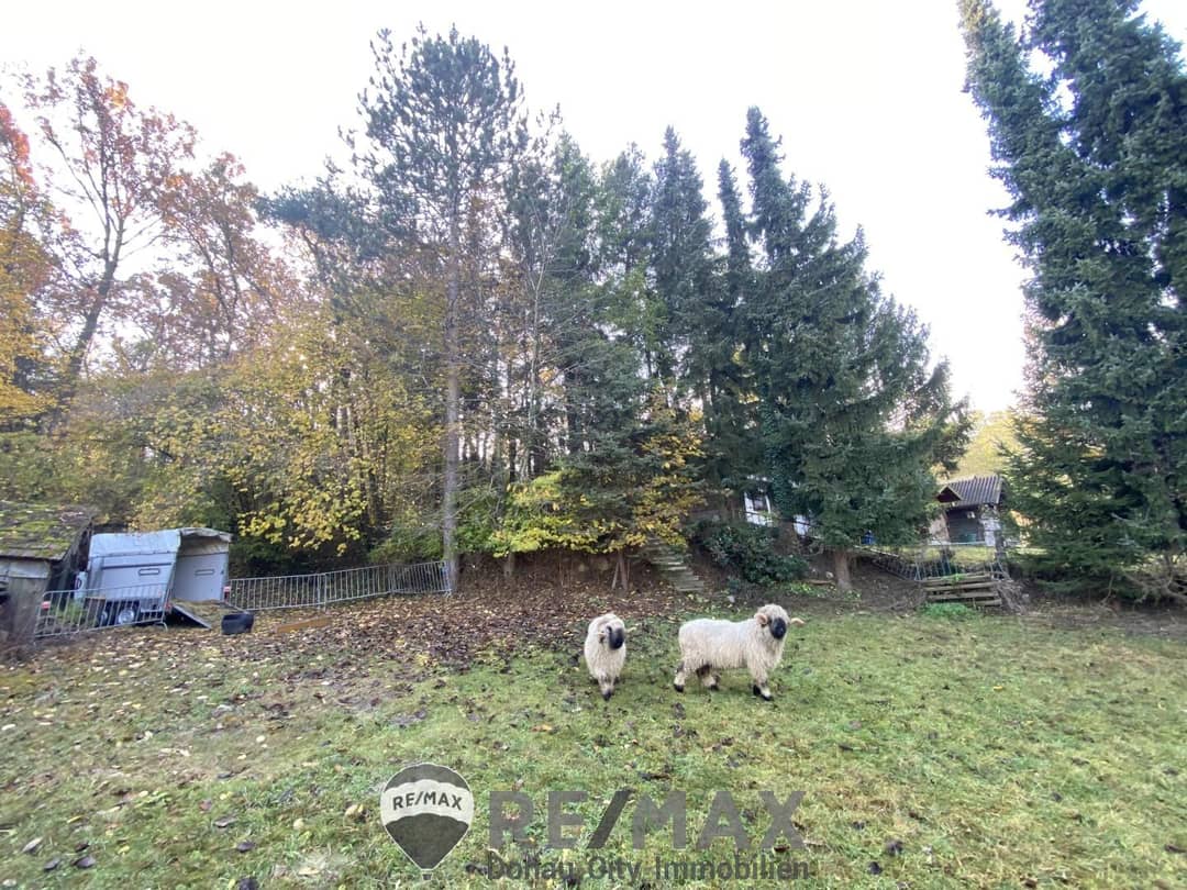 03 Wiese und Wald