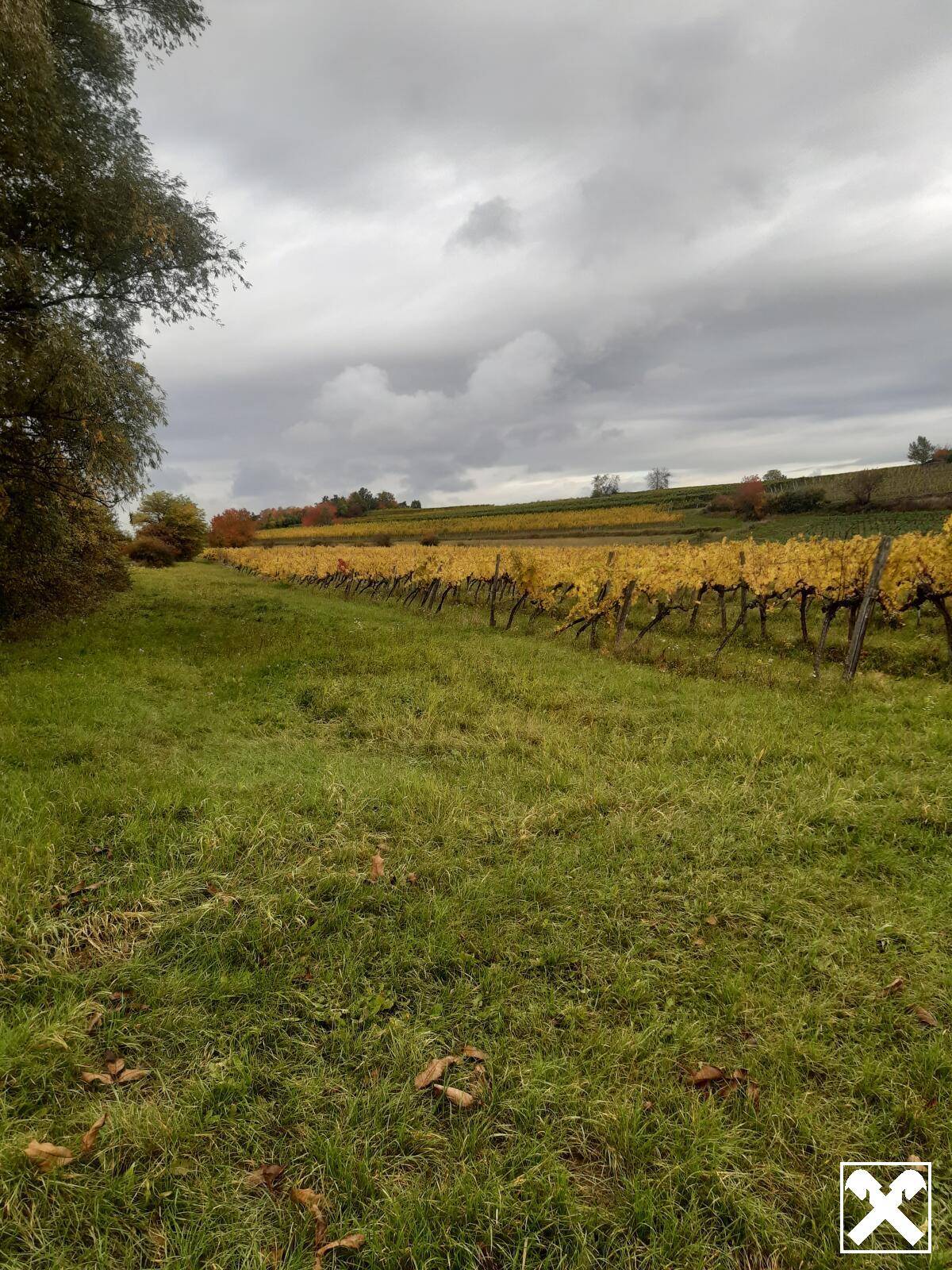 GUT BEWIRTSCHAFTETER WEINGARTEN IN HERRLICHER LAGE - WEINGARTEN, LANDWIRTSCHAFTLICHE FLÄCHEN - KEIN BAUGRUNDSTÜCK!