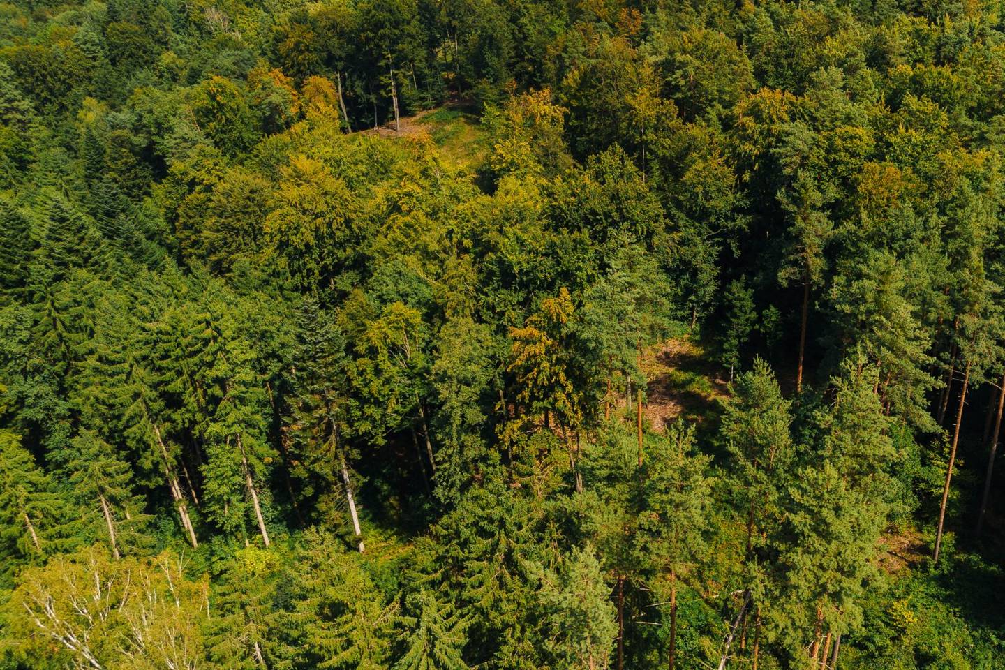 Waldgrundstück nahe Graz – ca. 22.301 m² Mischwald, ruhige Lage