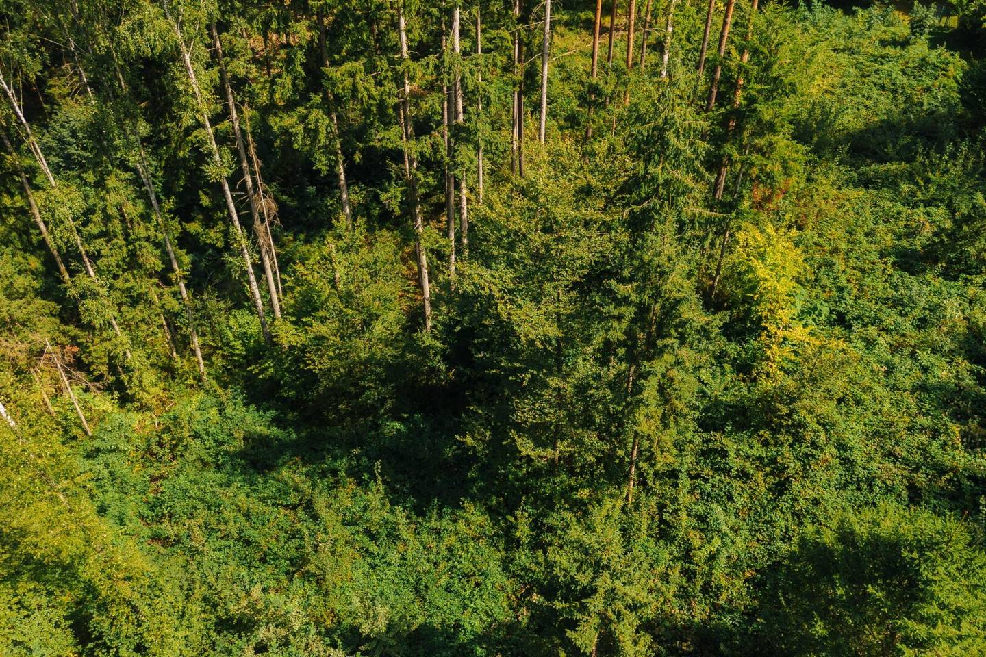 Waldgrundstück nahe Graz – ca. 22.301 m² Mischwald, ruhige Lage