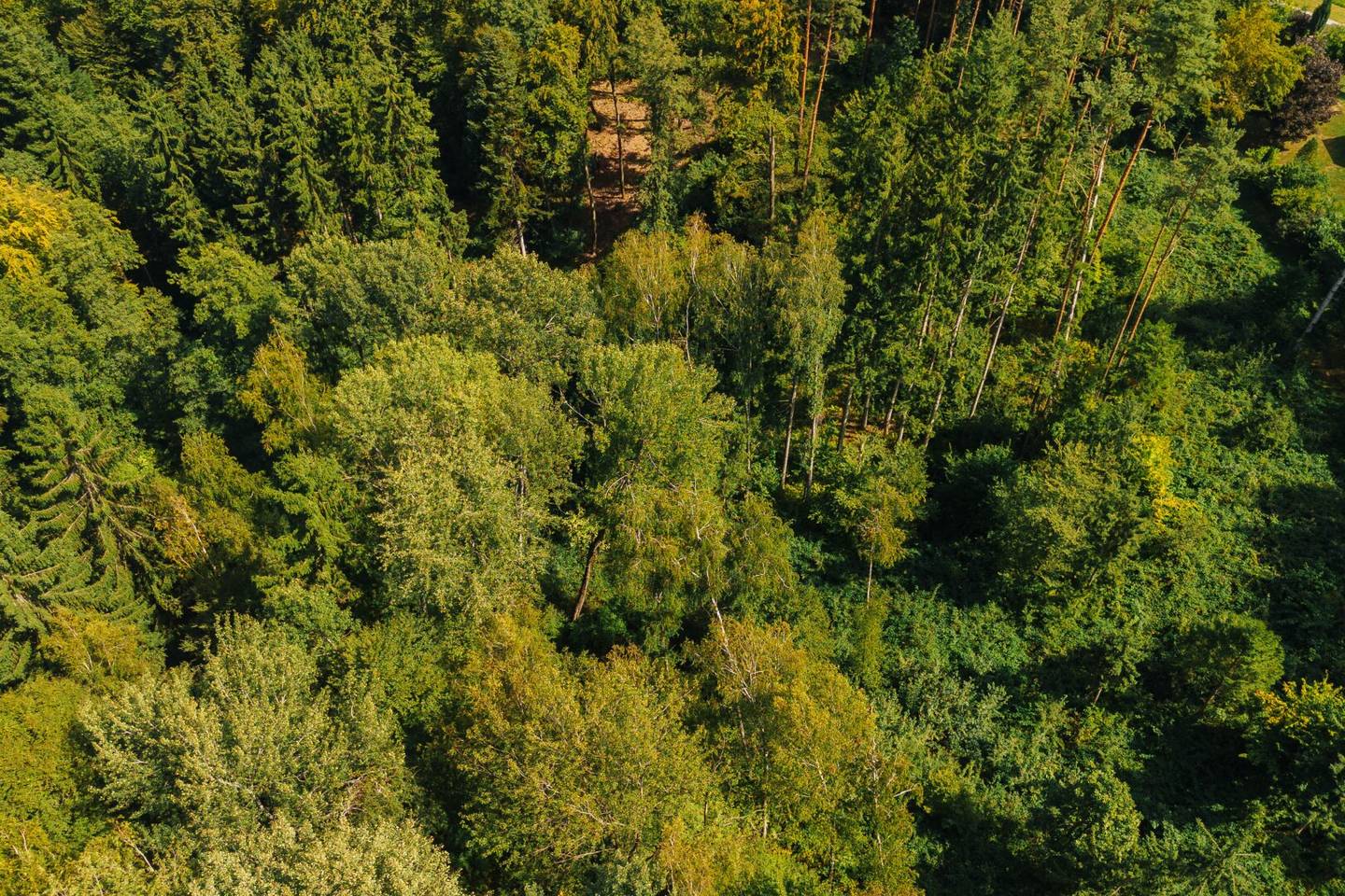 Waldgrundstück nahe Graz – ca. 22.301 m² Mischwald, ruhige Lage