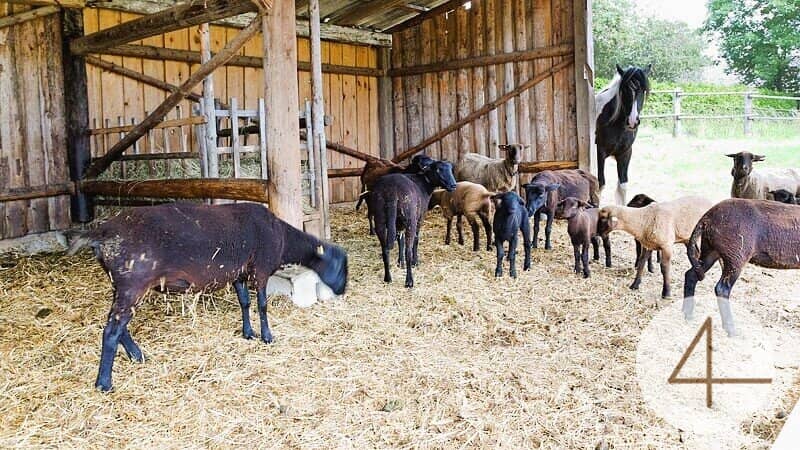Bio-Bauernhof zur Übernahme in ruhiger Lage zwischen Waidhofen und Horn