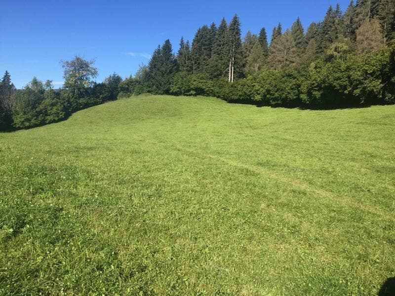 Hutweide I landw. Mähfläche