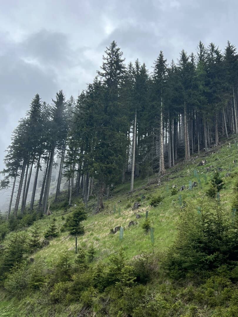 20 ha Wald St. Peter am Kammersberg I Murau