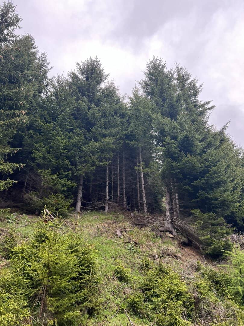20 ha Wald St. Peter am Kammersberg I Murau