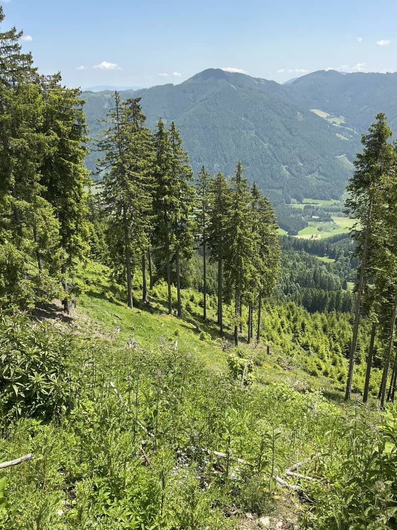 200000 m² forest St. Peter am Kammersberg in Murau