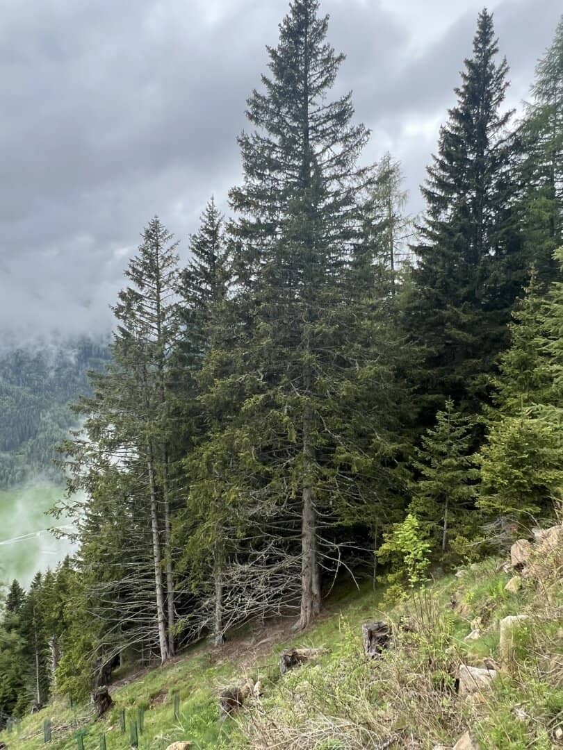 8,7 ha Wald mit Hüttenplatzmöglichkeit