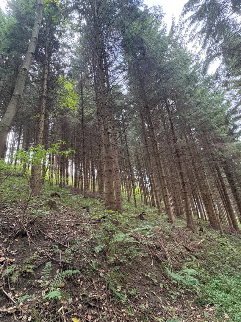 8 ha Landw. Flächen in Knittelfeld