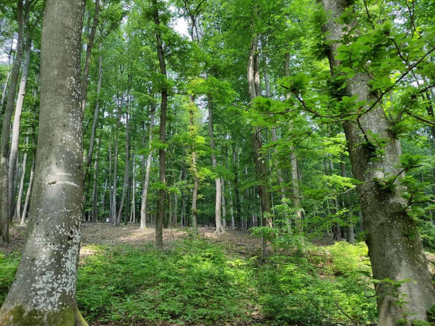 Rarität: Mischwald 2 ha in Gamlitz (Steiermark) zu verkaufen