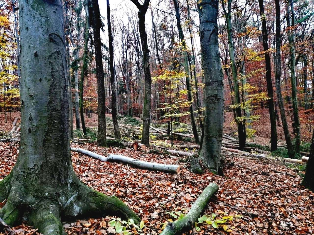 4,2 ha Mischwald in Kukmirn (Burgenland) provisionsfrei, erschlossen
