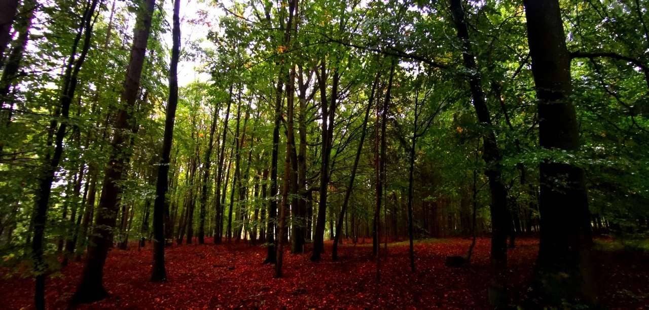4,2 ha Mischwald in Kukmirn (Burgenland) provisionsfrei, erschlossen
