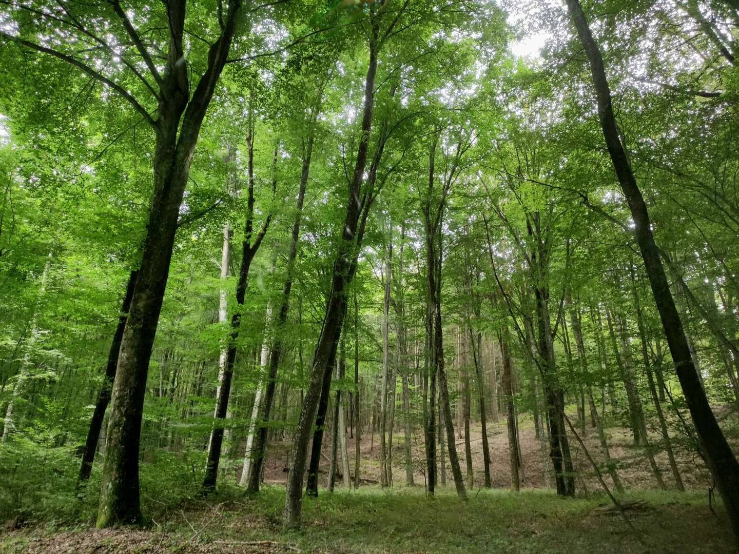 4,2 ha Mischwald in Kukmirn (Burgenland) provisionsfrei, erschlossen