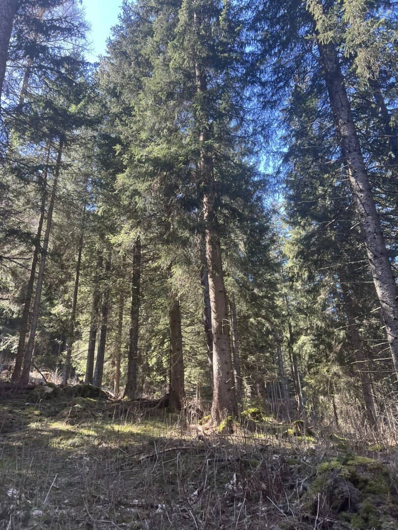 20 ha forest property in the Pölstal
