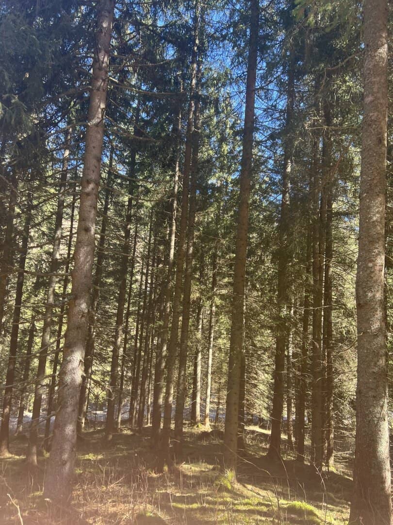 20 ha forest property in the Pölstal