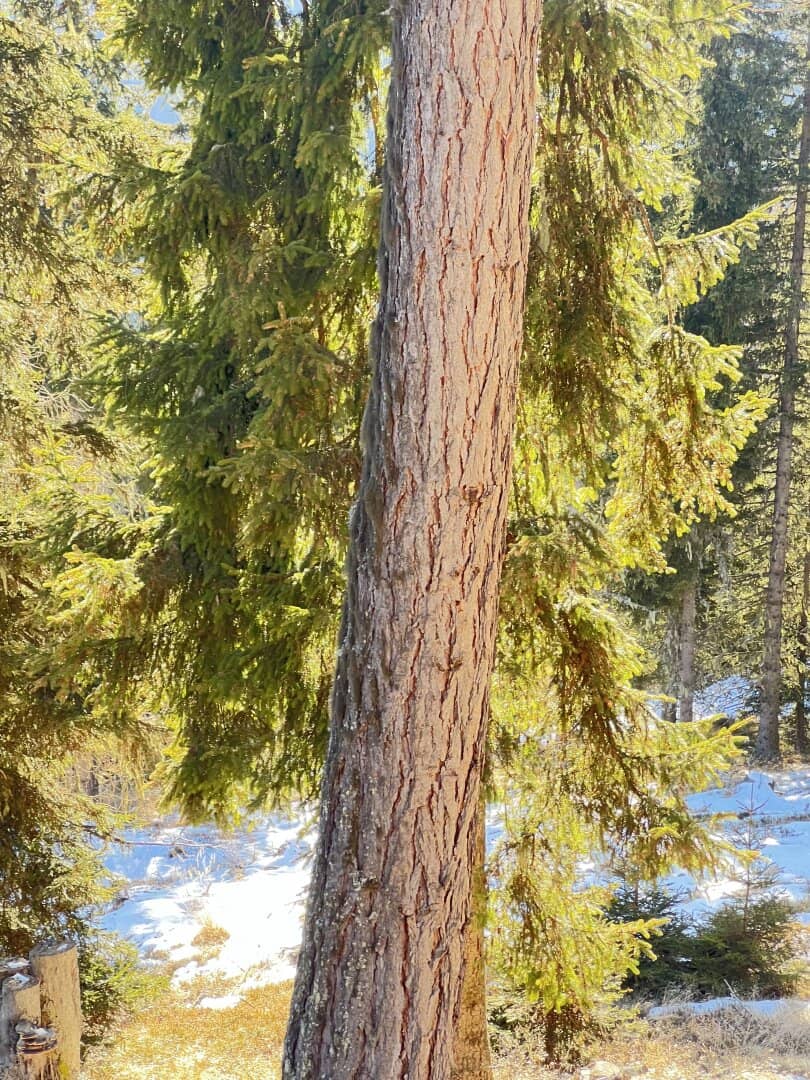 20 ha Waldbesitz im Pölstal