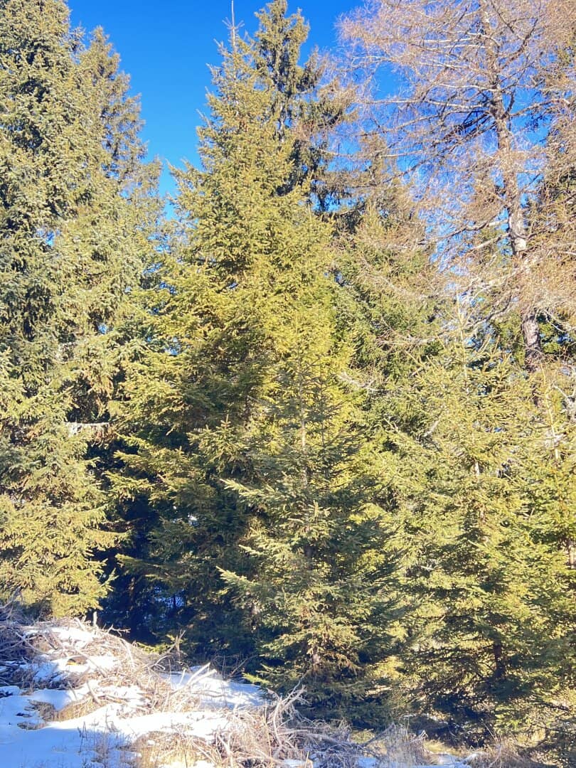 20 ha Waldbesitz im Pölstal