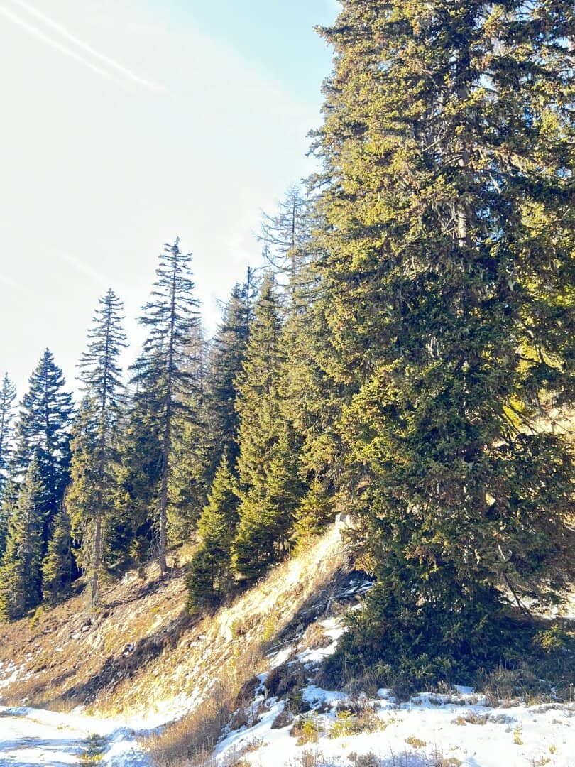 20 ha Waldbesitz im Pölstal