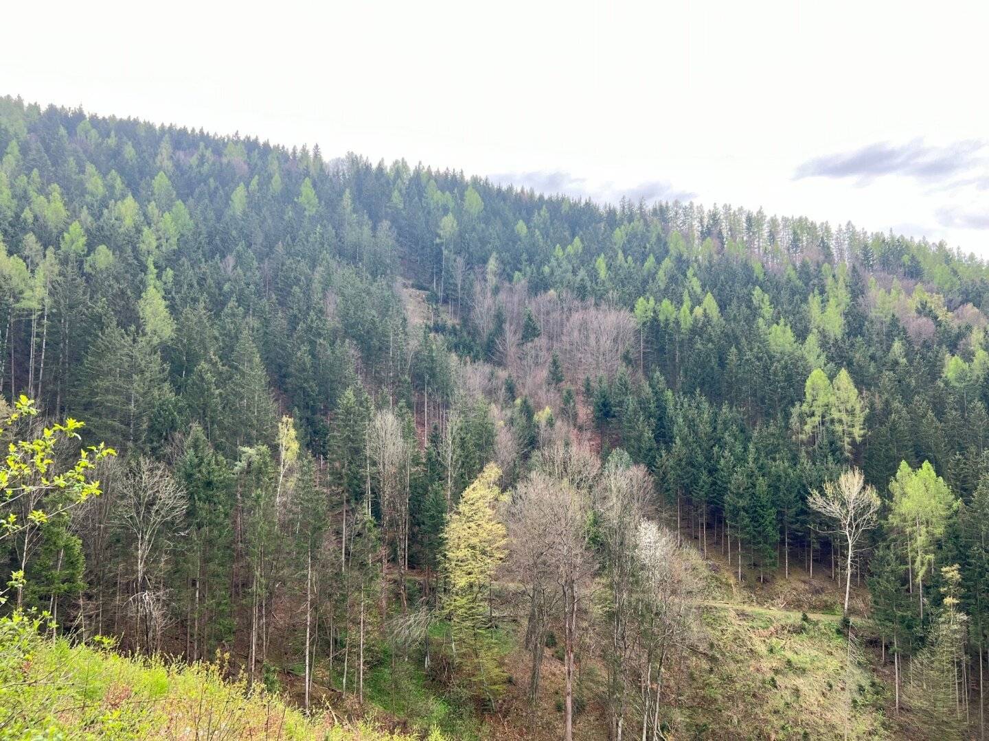 180 ha Forstbesitz in Steiermark