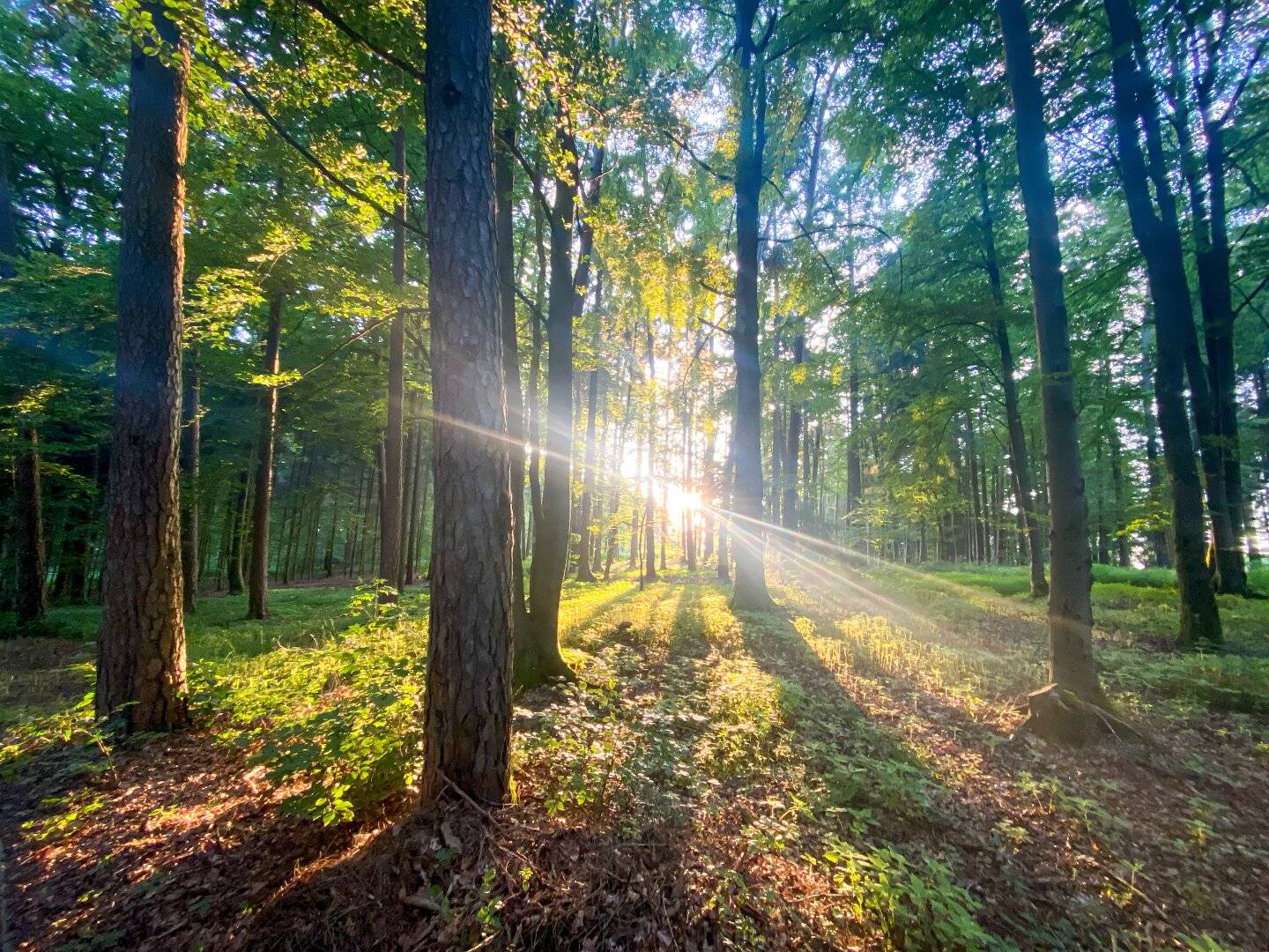 Extensive Forest Property with Hunting Grounds in Styria