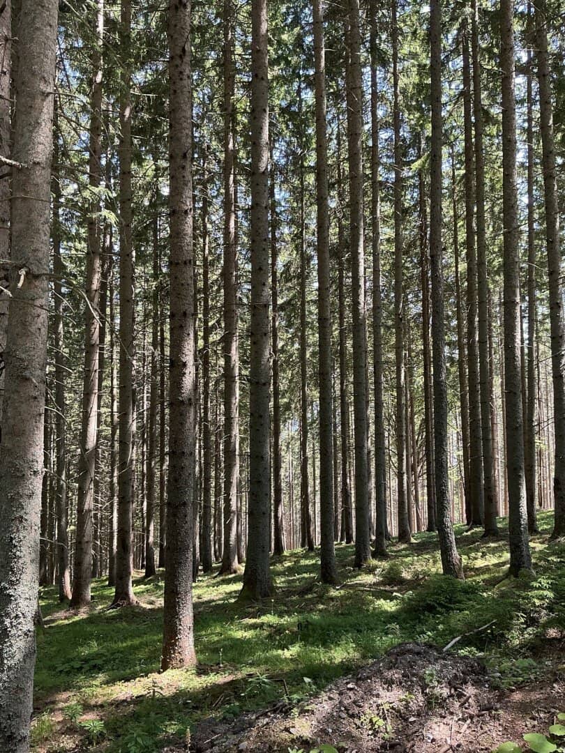 180 ha Forstbesitz in Steiermark