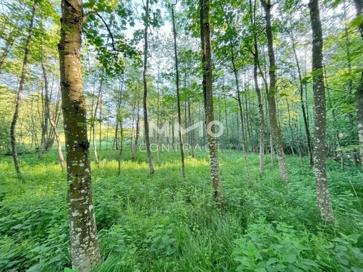 Pure relaxation in your own forest with a stream and meadows near Amstetten