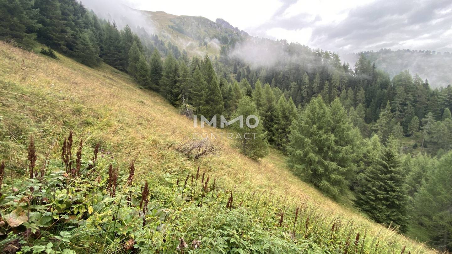 Waldparzellen am Fuße des Großglockners