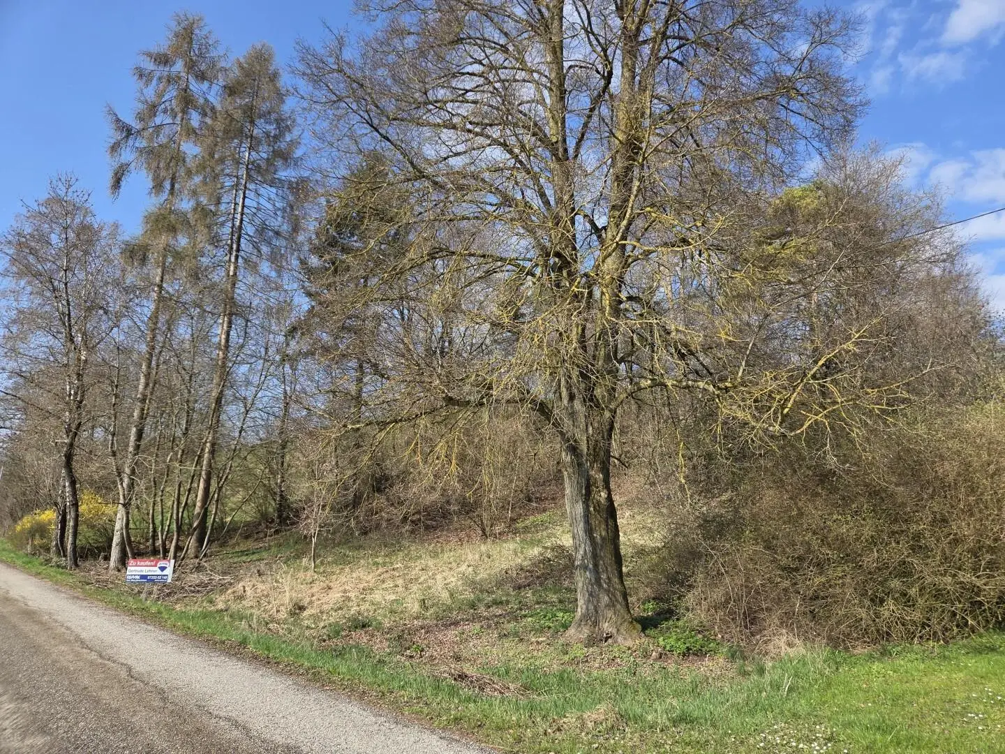 Unverbaubare Fernsicht! 1.531 m² großes Hang-Baugrundstück OHNE Bauzwang und OHNE Bebauungsplan in Steusiedlung am Land!