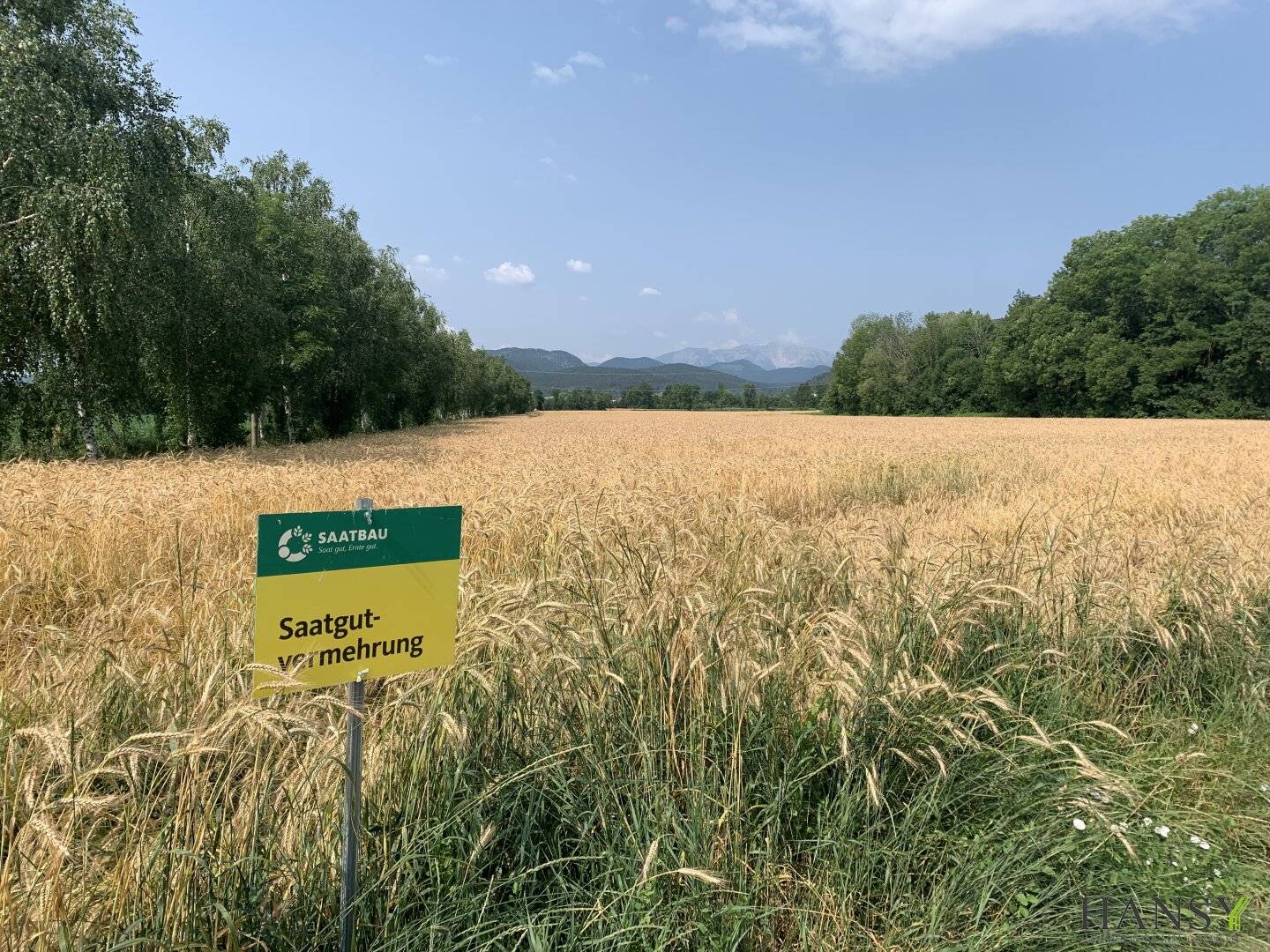Großes Land- und Forstwirtschaftsgrundstück mit ertragreichem Boden