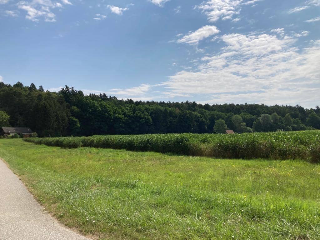 Grün, ruhiges Baugrundstück in Bad Blumau mit 972 m² Naturblick