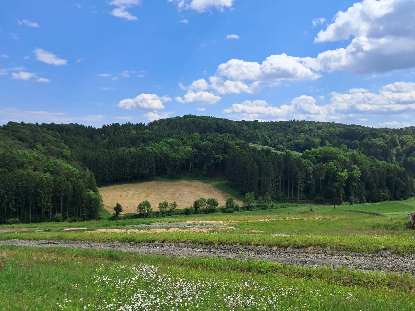 Grundstücke mit Wald und Freifläche in Maxendorfberg, Kirchbach in Steiermark