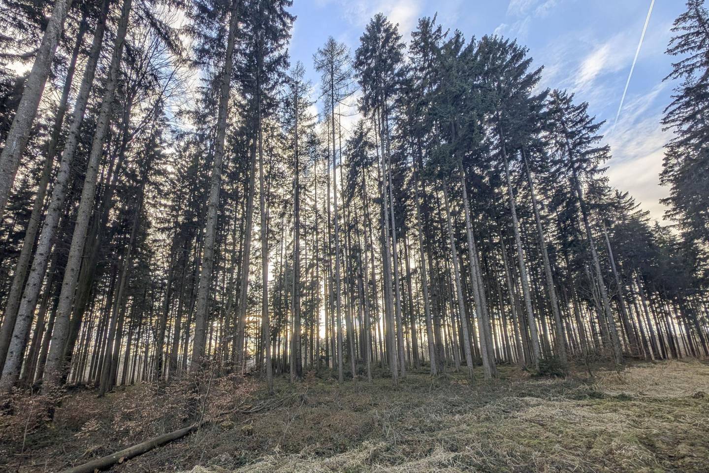 Eigener Wald als Realwert – gepflegter Forst mit sehr guter Zufahrt