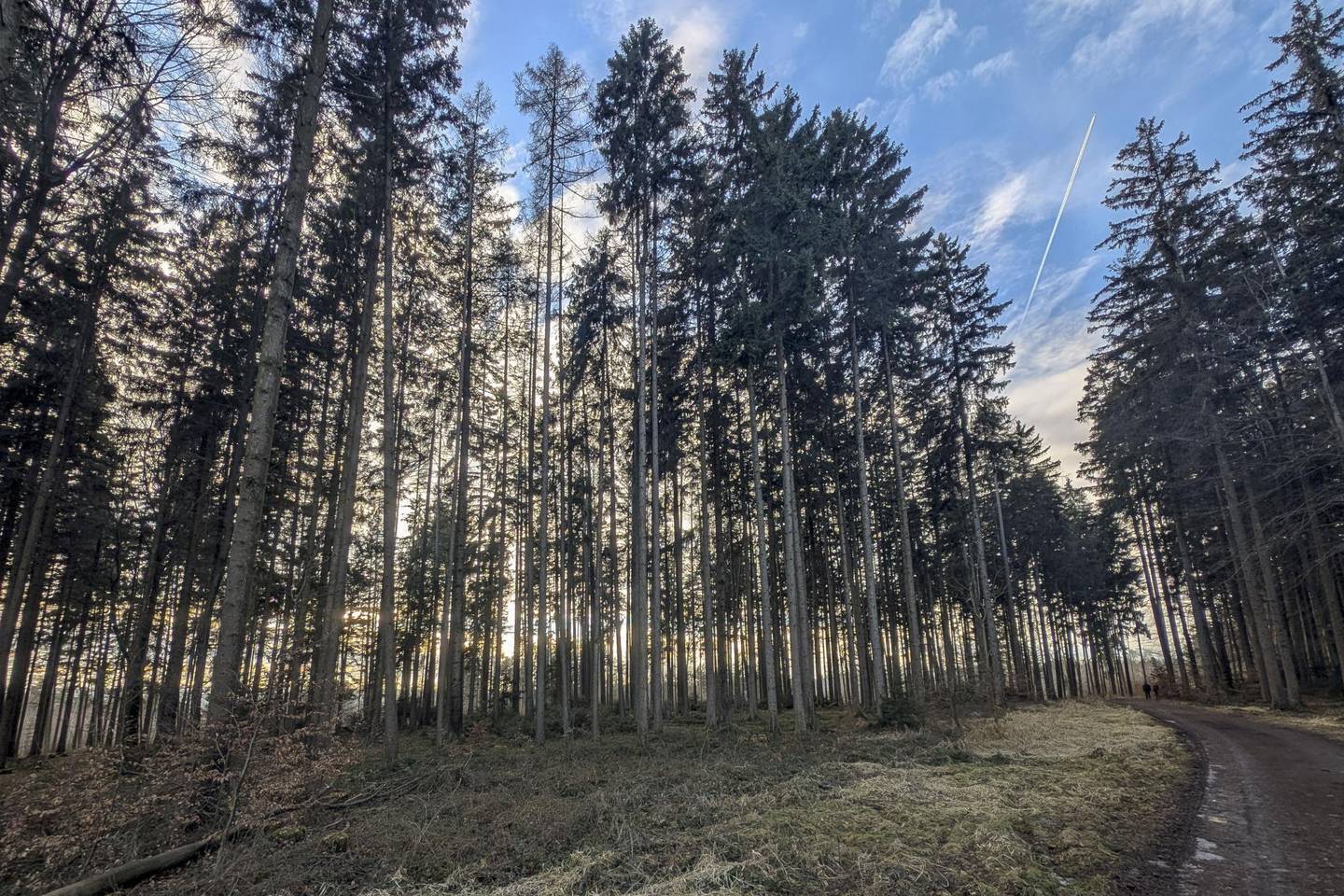 Eigener Wald als Realwert – gepflegter Forst mit sehr guter Zufahrt