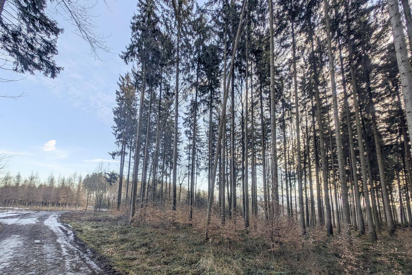 Eigener Wald als Realwert – gepflegter Forst mit sehr guter Zufahrt