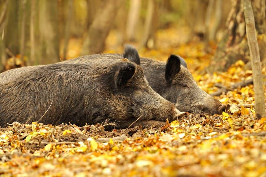 Expansive Hunting Ground: 390 ha Forest Ownership & 460 ha Hunting Area in Merkersdorf