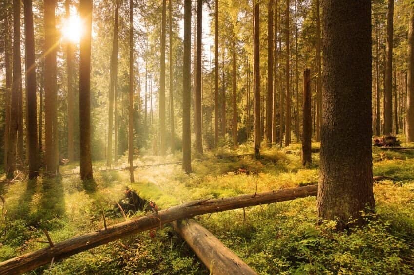 Großzügiges Jagdrevier: 390 ha Forstbesitz & 460 ha Jagdfläche in Merkersdorf
