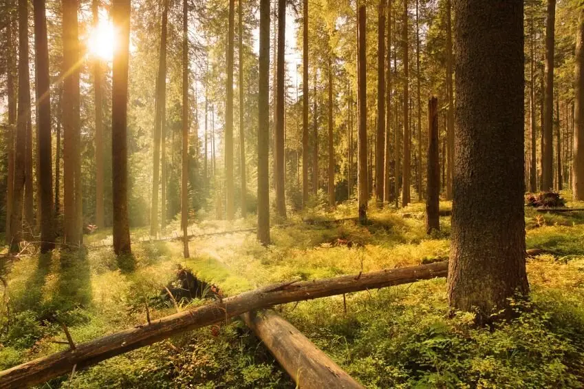 3,900,000 m² forest estate with 4,600,000 m² hunting area