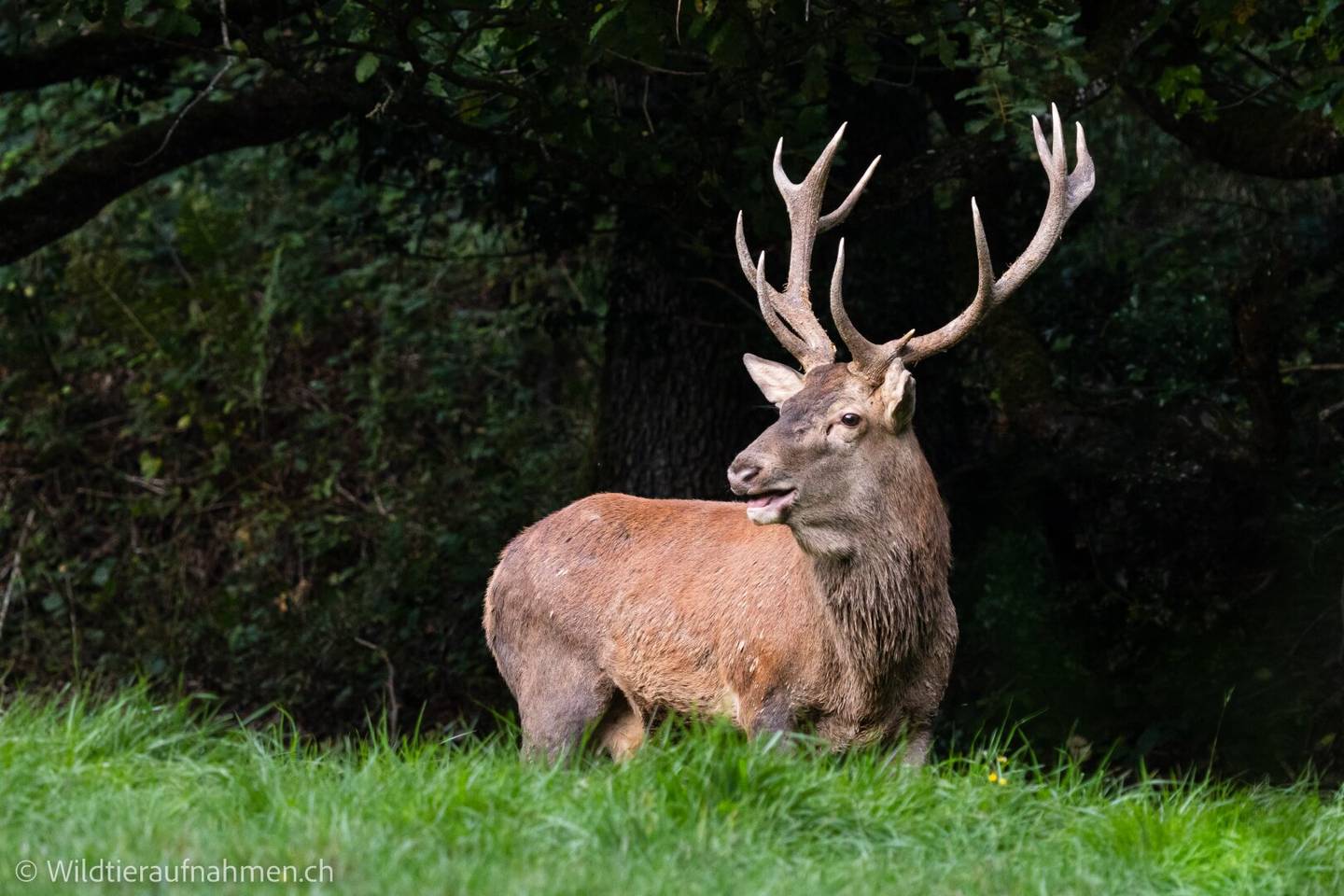 Großzügiges Jagdrevier: 390 ha Forstbesitz & 460 ha Jagdfläche in Merkersdorf
