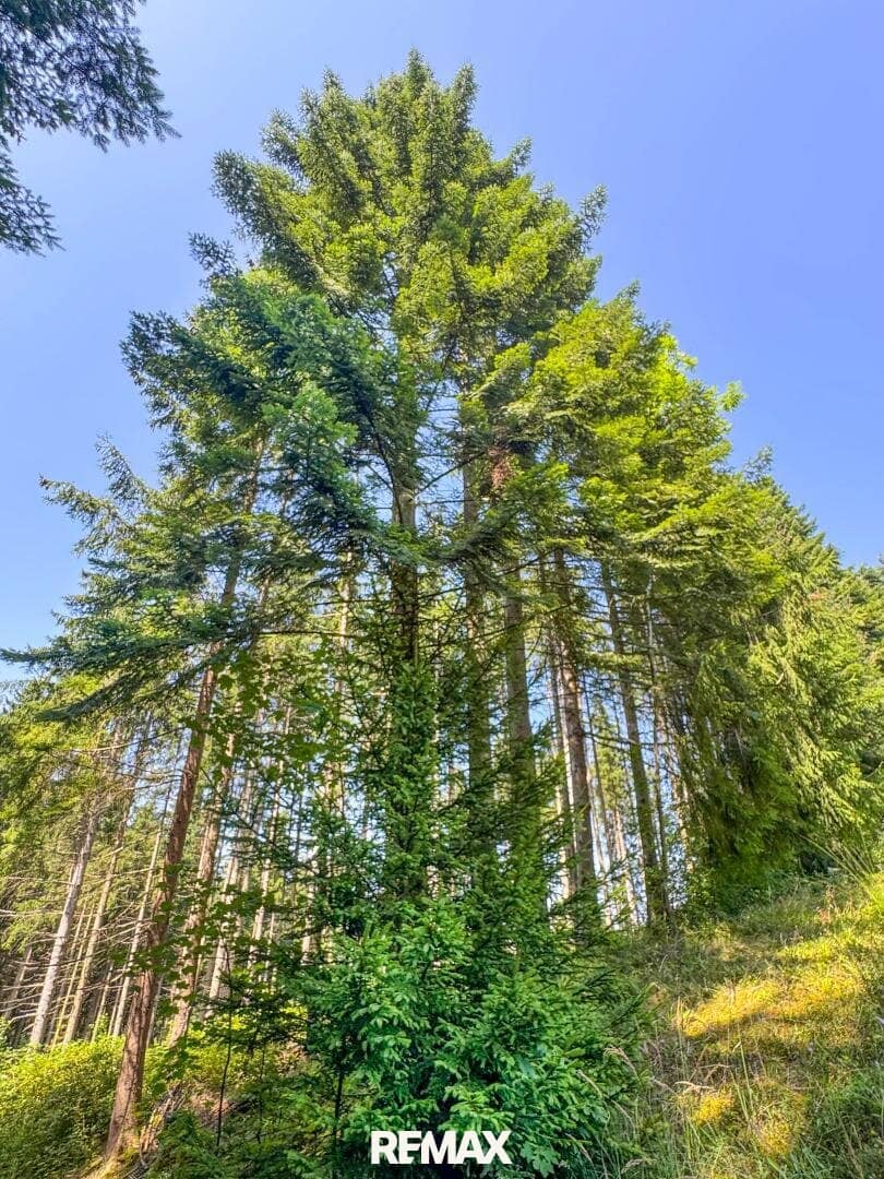Perfekter Hobby-Wald mit Hütte