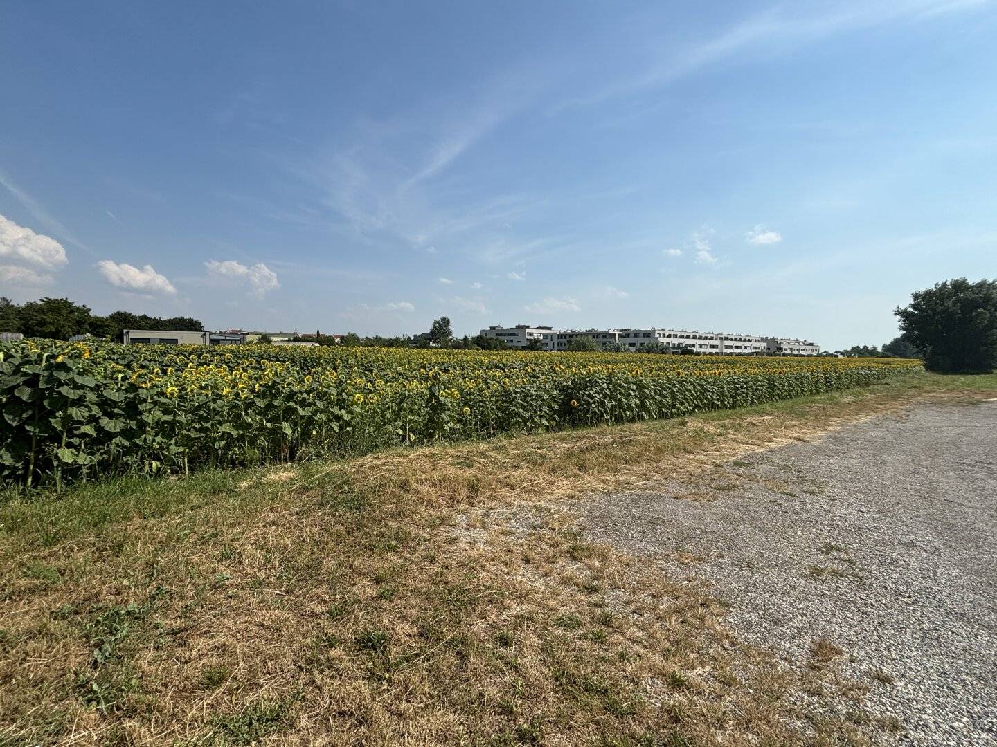 Grünland 2113m² Neusiedl am See