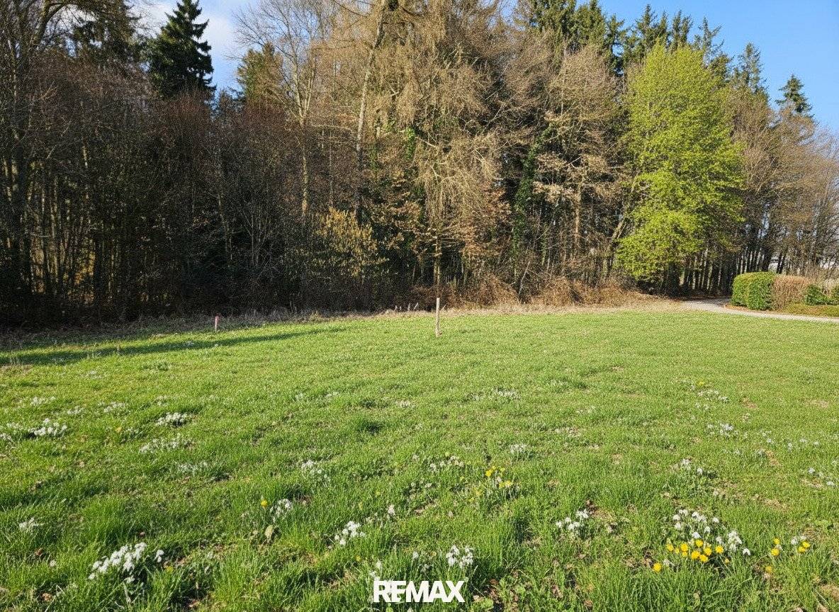Building land in quiet forest edge location