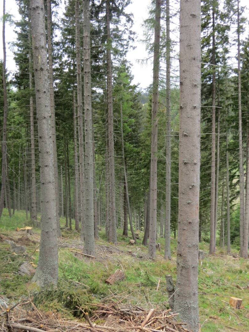 11,4 ha Wiese & Wald in Sankt Marein