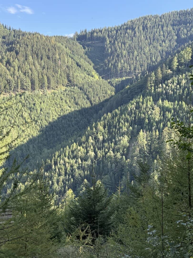 33 ha Production Forest in Breitenau