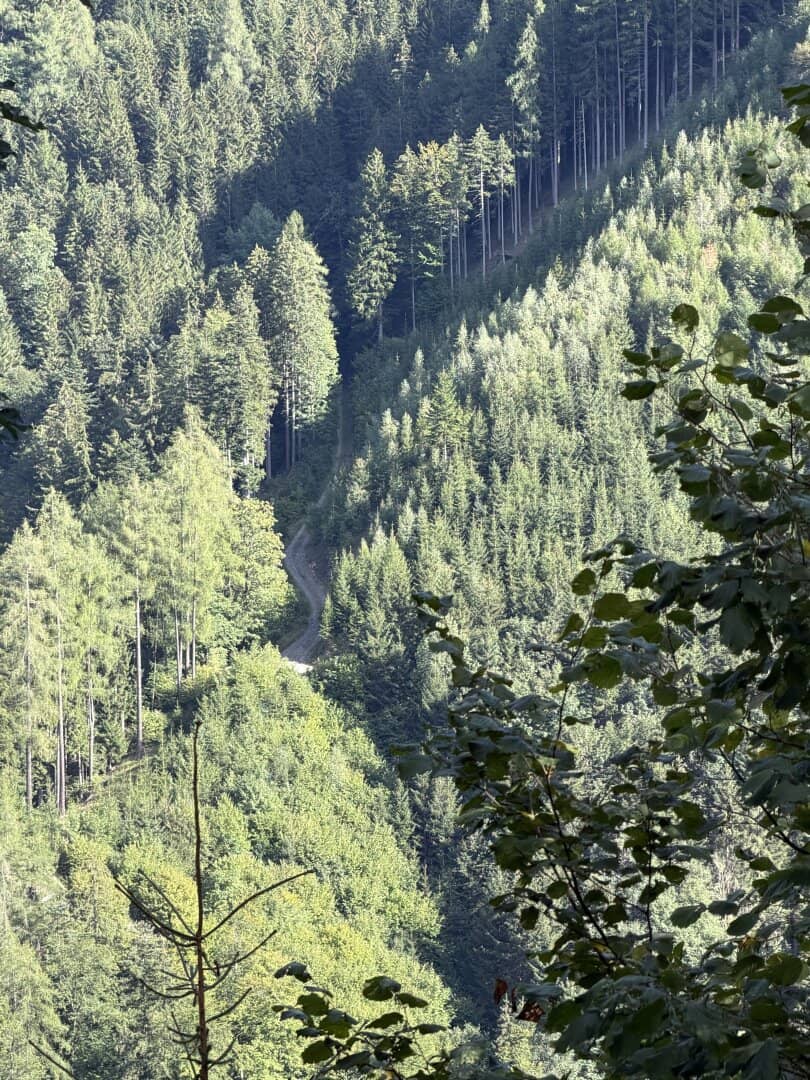 33 ha Production Forest in Breitenau